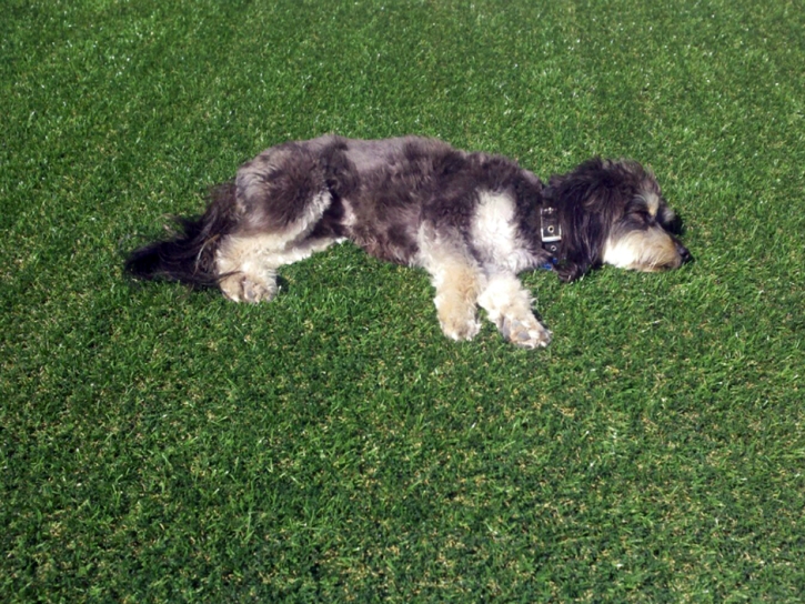 Artificial Lawn San Joaquin Hills, California Dog Pound, Grass for Dogs